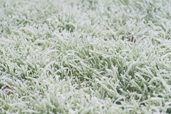 Winter cold frost grass background — Stock Photo, Image