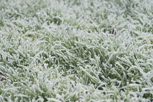 Winter kalt Frost Gras Hintergrund — Stockfoto