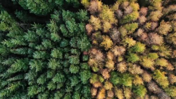 Vista Aérea Del Dron Sobre Hermoso Exuberante Bosque Pinos Otoño — Vídeo de stock