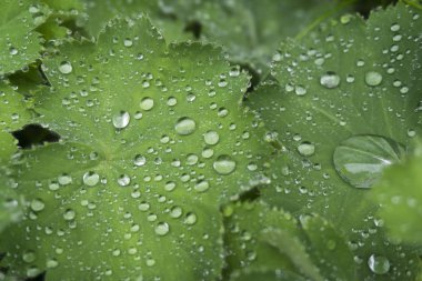Yeşil yapraklı arka planda su damlacıkları