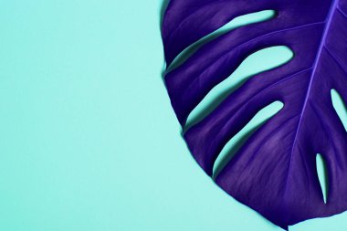 Tropikal palmiye yaprağı şık, parlak renkli arka plan