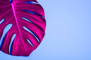 Tropikal palmiye yaprağı şık, parlak renkli arka plan