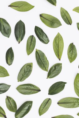 Beyaz arka planda yeşil yapraklar var. Düz arkaplan