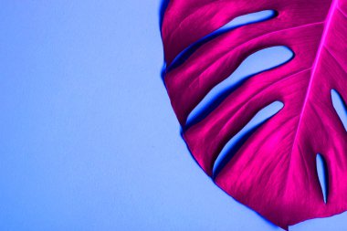 Tropikal palmiye yaprağı şık, parlak renkli arka plan