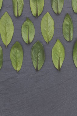 Arkaplanda yeşil yapraklar var. Doğa konsepti