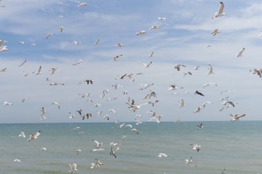 Bir grup martı kıyıda uçuyor.