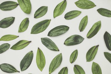 Beyaz arka planda yeşil yapraklar var. Düz arkaplan
