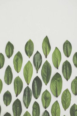 Beyaz arka planda yeşil yapraklar var. Düz arkaplan
