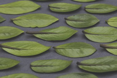 Arkaplanda yeşil yapraklar var. Doğa konsepti