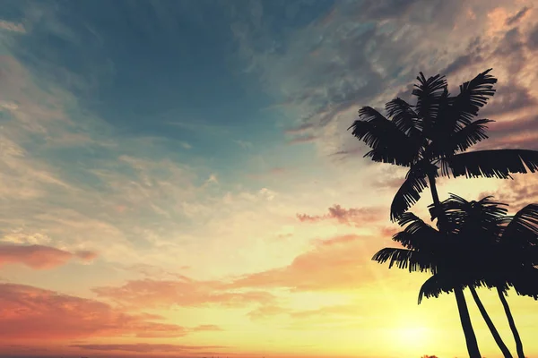 Tropik palmiye ağacı silueti gün batımında gökyüzüne karşı. 3d oluşturma — Stok fotoğraf