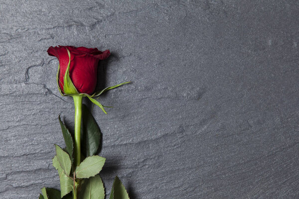 Valentine's day red rose on a slate background with copy space