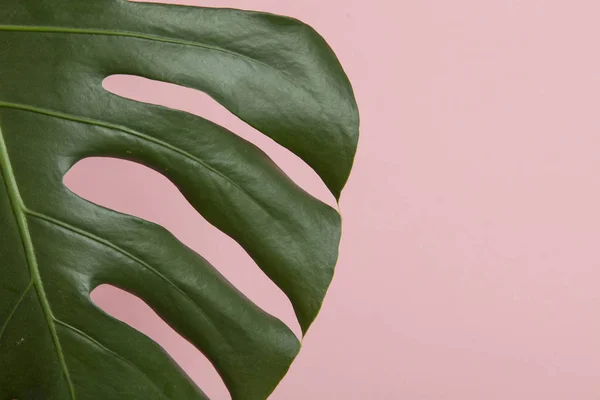 Tropikal canavar palmiye yaprağı modayı takip ediyor. — Stok fotoğraf