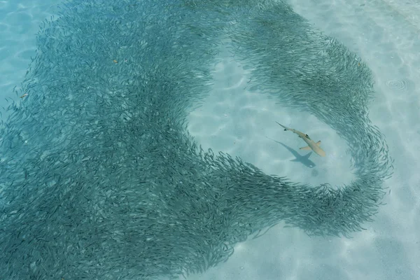 Reef shark moves through a shoal of fish hunting — Stock Photo, Image