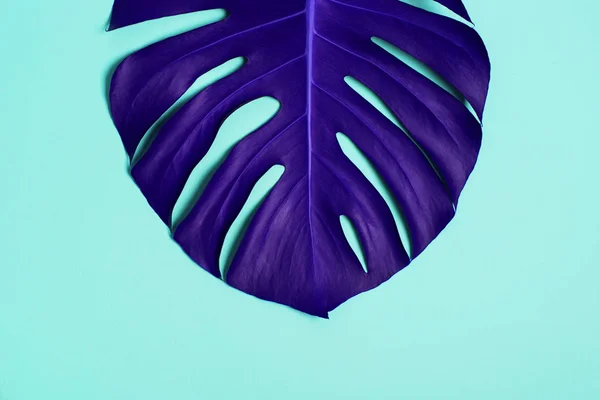 Тропічне пальмове дерево модний яскравий кольоровий фон — стокове фото
