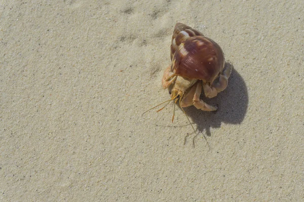 Einsiedlerkrebs kriecht an einem tropischen Sandstrand entlang — Stockfoto