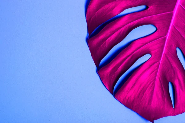 Tropikal palmiye yaprağı şık, parlak renkli arka plan