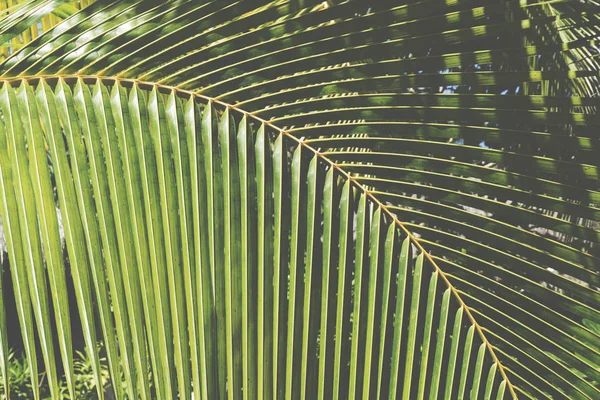 Tropikal palmiye ağacı yaprağı arka plan — Stok fotoğraf