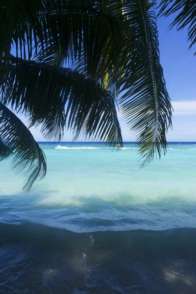 Silueta de palmera sobre el océano tropical al atardecer — Foto de Stock