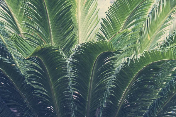 Tropikal palmiye yaprağı modayı — Stok fotoğraf