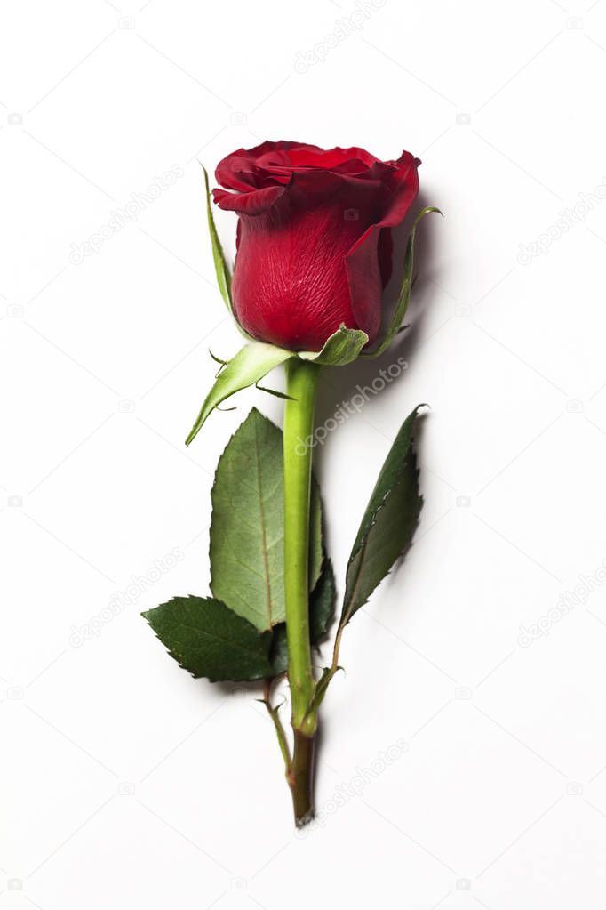 Single red rose on a plain white background