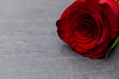 Sevgililer günü arka planda kırmızı gül ve fotokopi alanı