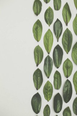 Beyaz arka planda yeşil yapraklar var. Düz arkaplan