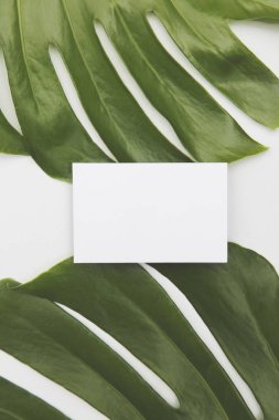 Canavar bitkisinden büyük yeşil bir tropikal yaprak.