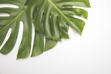 Büyük yeşil tropikal yaprak monstera bitki