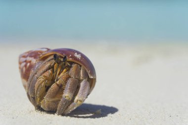 Tropikal kumsalda sürünen keşiş yengeci.