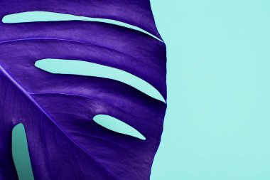 Tropikal palmiye yaprağı şık, parlak renkli arka plan