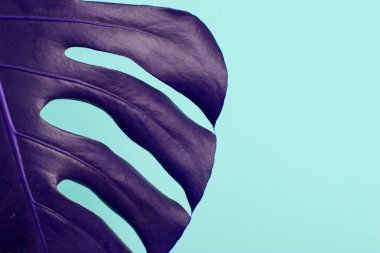 Tropikal palmiye yaprağı şık, parlak renkli arka plan