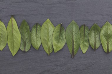 Arkaplanda yeşil yapraklar var. Doğa konsepti