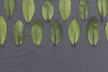 Arkaplanda yeşil yapraklar var. Doğa konsepti