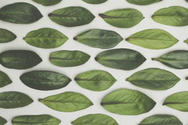 Beyaz arka planda yeşil yapraklar var. Düz arkaplan