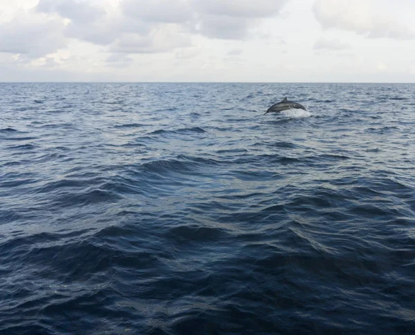 Los delfines Spinner saltan y juegan en el océano de las Maldivas — Foto de Stock