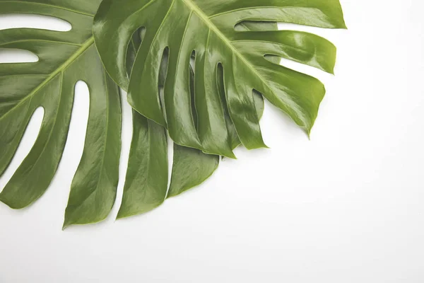 Büyük yeşil tropikal yaprak monstera bitki — Stok fotoğraf