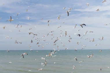 Bir grup martı kıyıda uçuyor.