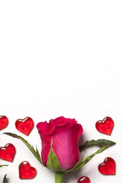 장미와 심장 이 하얀 배경 위에 정렬되어 있다 — 스톡 사진