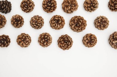 Beyaz arkaplanda çam kozalağı düzenleme. 