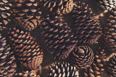 Şenlikli Noel kozalakları koleksiyonu