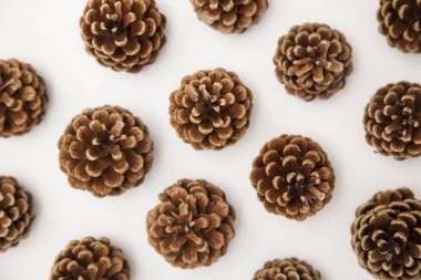 Beyaz arkaplanda çam kozalağı düzenleme. 