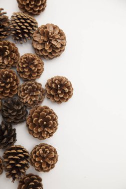 Beyaz arkaplanda çam kozalağı düzenleme. 