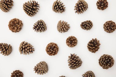 Beyaz arkaplanda çam kozalağı düzenleme. 