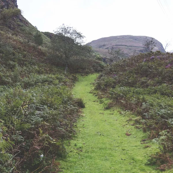 Grass path through rural landscape — Stock Photo, Image