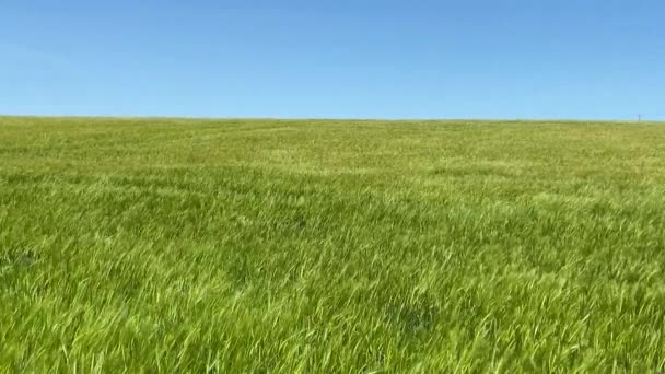 Vent soufflant sur un beau champ vert sous un ciel d'été bleu vif — Video