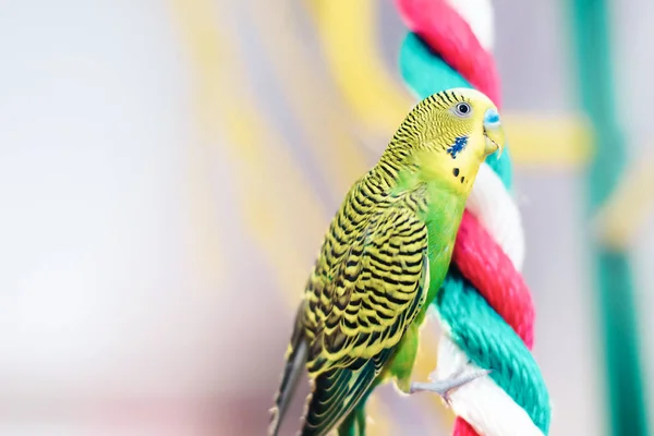 Funny Budgerigar. Budgie parrot sitting on colorful rope and plays