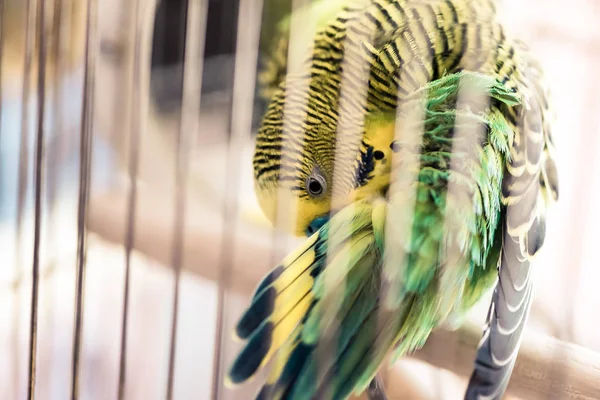 Parrot close up sits in cage and cleans feathers. Cute green budgie in birdcage.