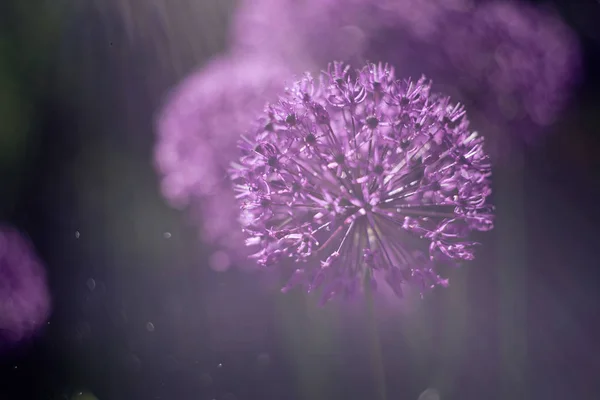Macro photo of alium flowers with dandelion flower structure wit water drops. soft focus. shallow depth of fieldBeautiful flowers. Purple alium onion flower. Toned image