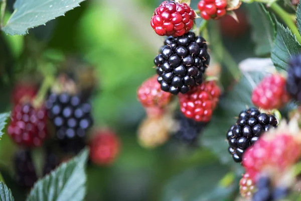Blackberry growing in garden. Ripe and unripe blackberries on bush with selective focus. Berry background.