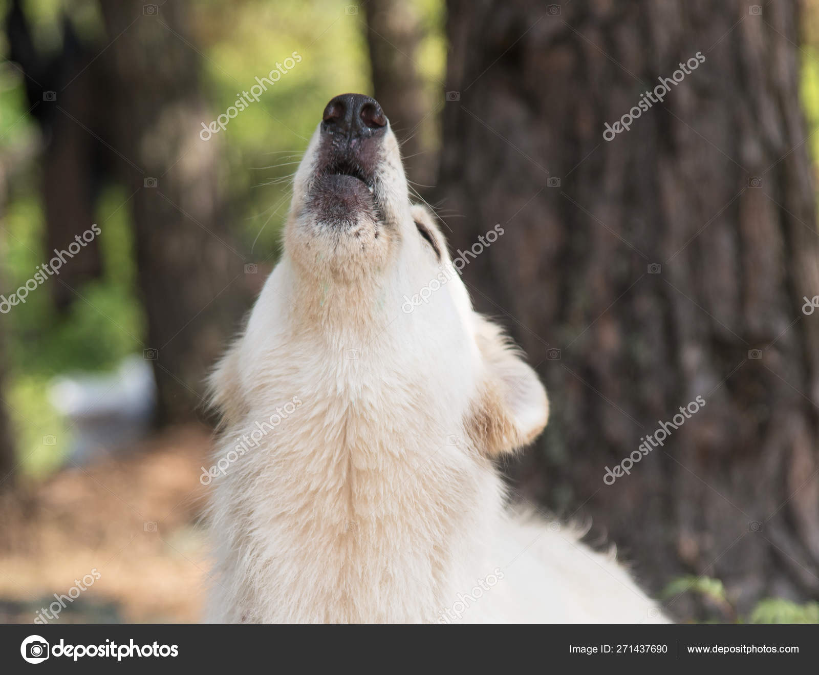 Dog Breed Chien Berger Blanc Suisse In Summer Forest The Dog
